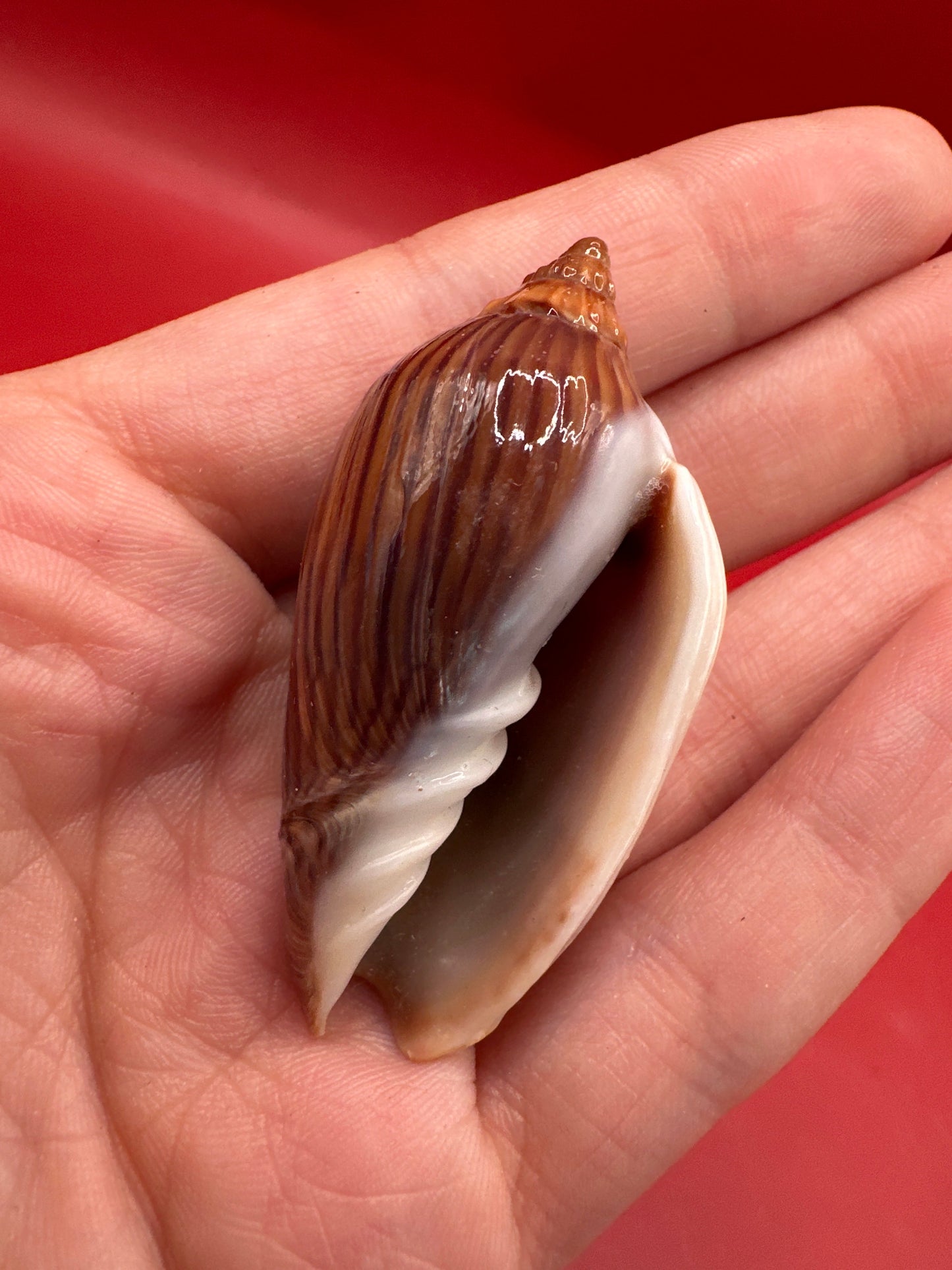 Aperture of Amoria zebra volute shown in hand.