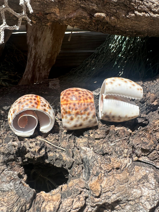 Polished cowrie shell halves arranged on natural wood background
