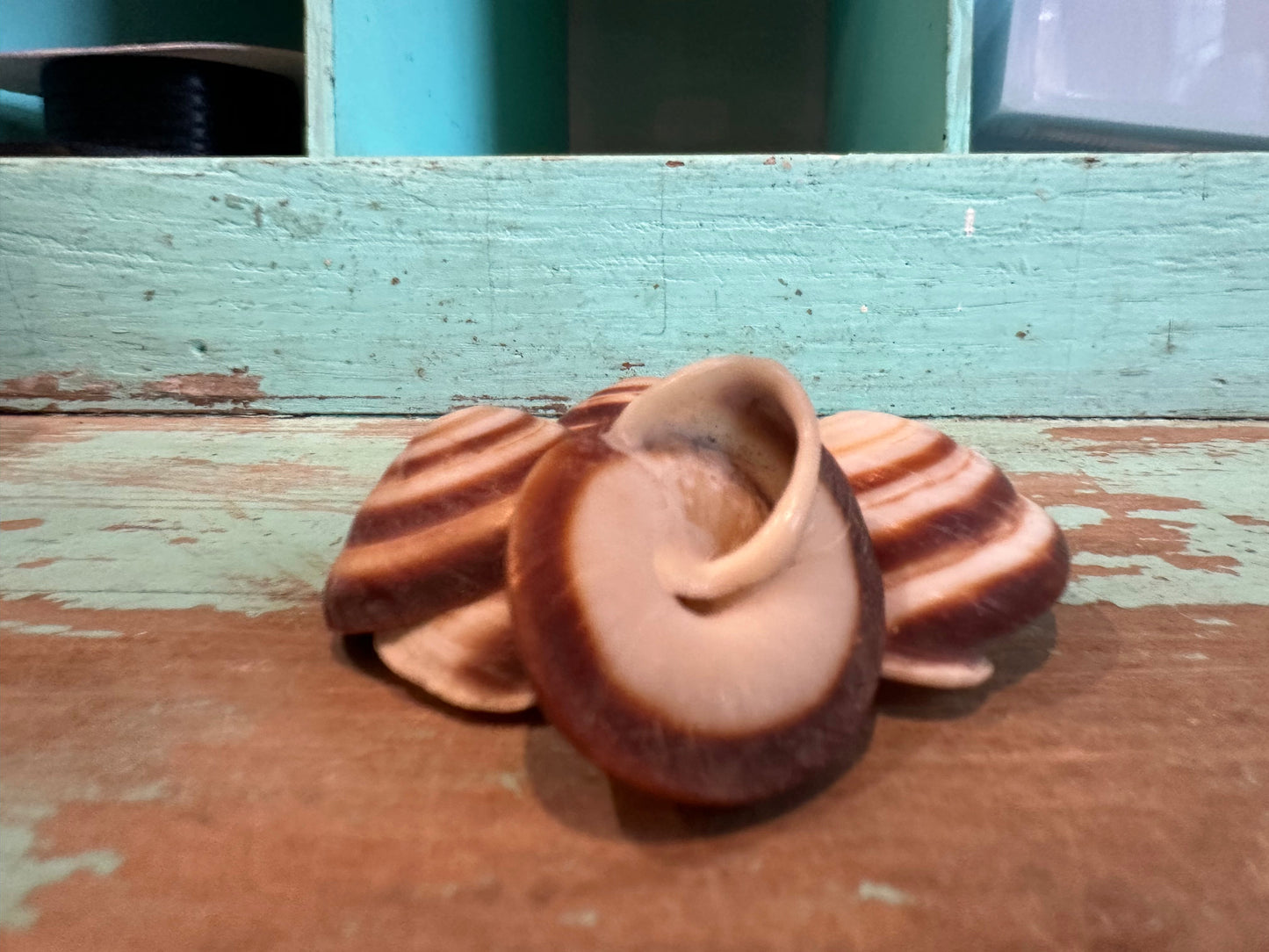 Banded Caracol Land Snail Shell