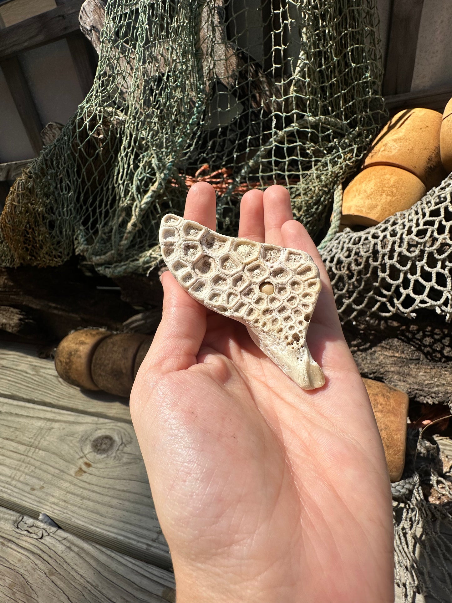 Fossilized Drum Mouth Plate