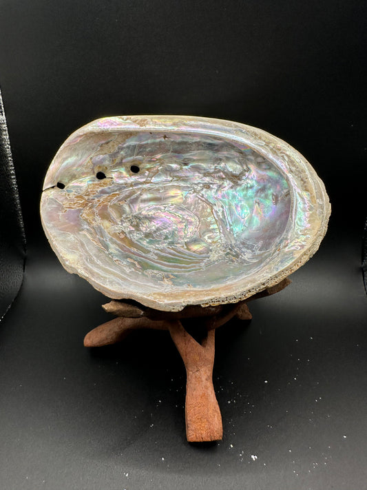 Red Abalone Shell – Haliotis rufescens, 7"
