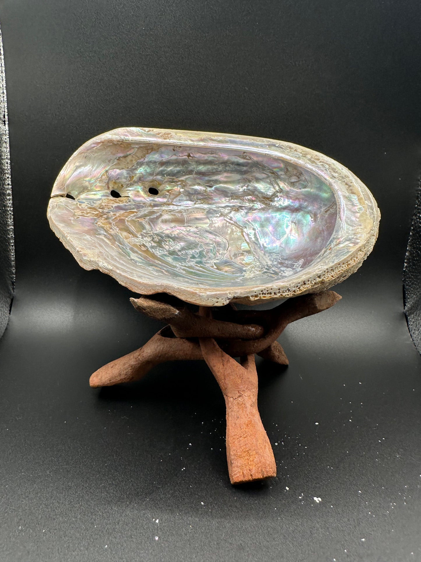 Red Abalone Shell – Haliotis rufescens, 7"