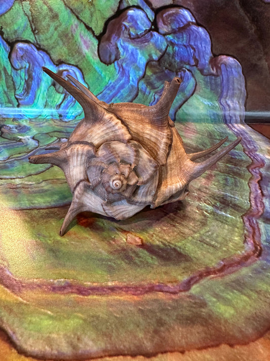 Horned Murex with Operculum – Bolinus cornutus – 5.4"