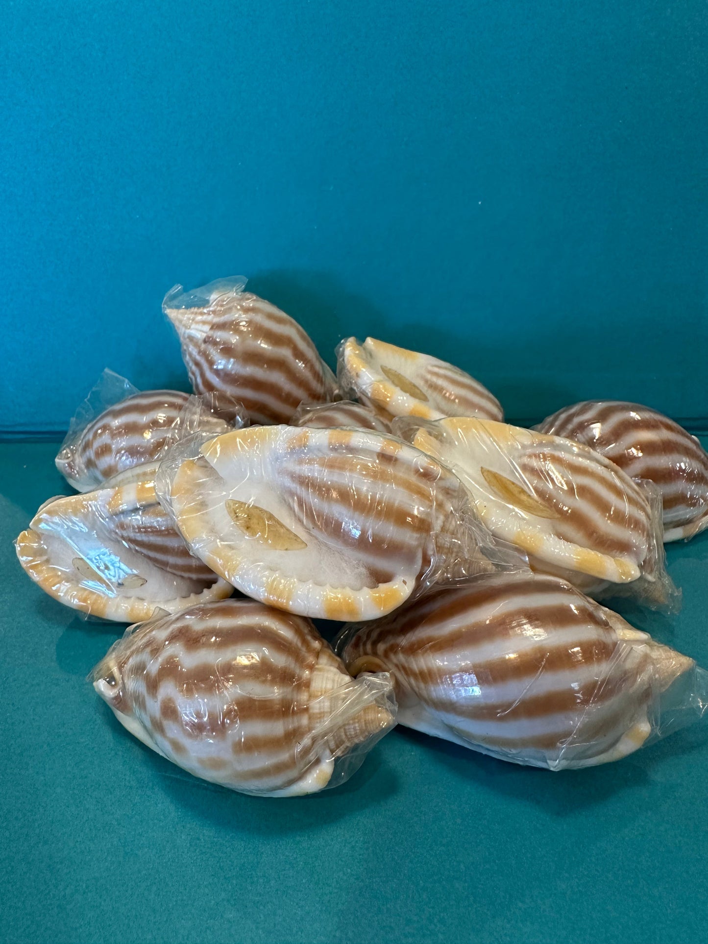 Striped Bonnet Shell with Operculum – Cassis strigatum – 2–3"