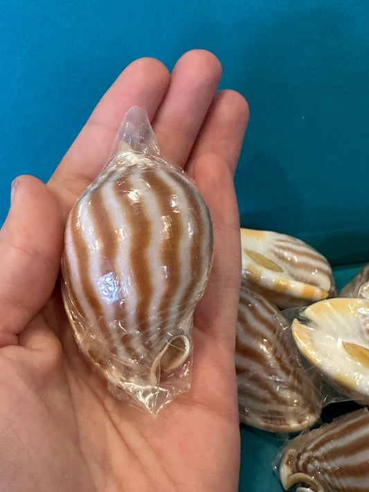 Striped Bonnet Shell with Operculum – Cassis strigatum – 2–3"