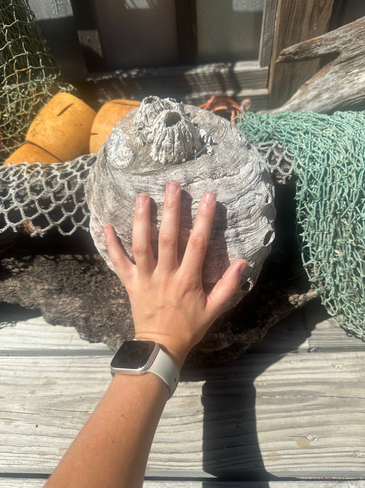 Raw Pink Abalone Shell with Barnacle Growth– Haliotis corrugata, 9"