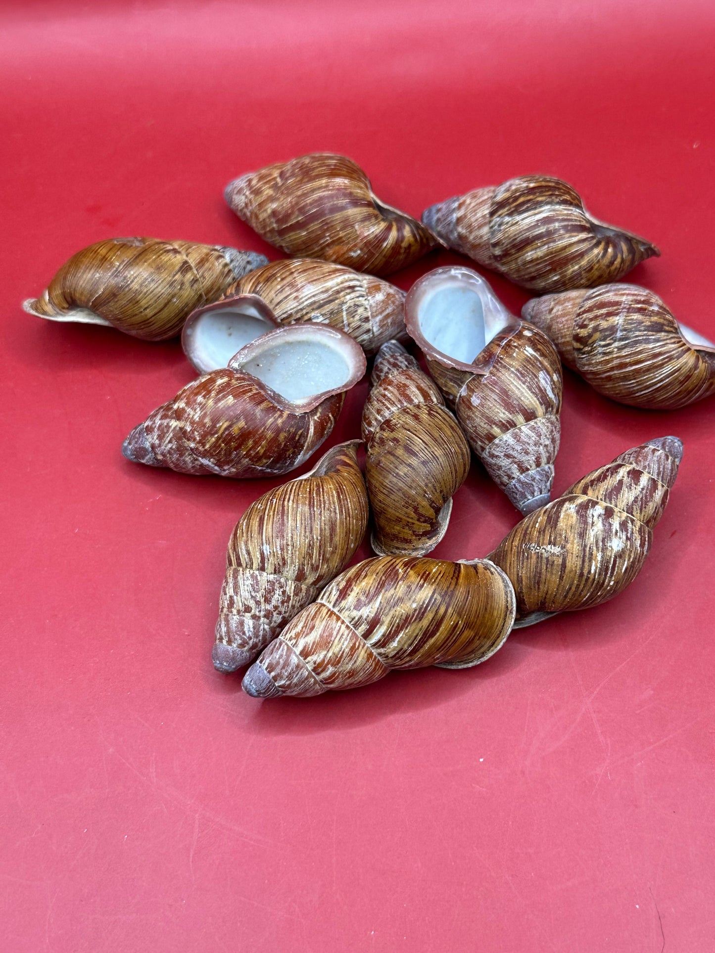 Chrysallis chrysalidformis Land Snail Shells – 2–3" for DIY Projects