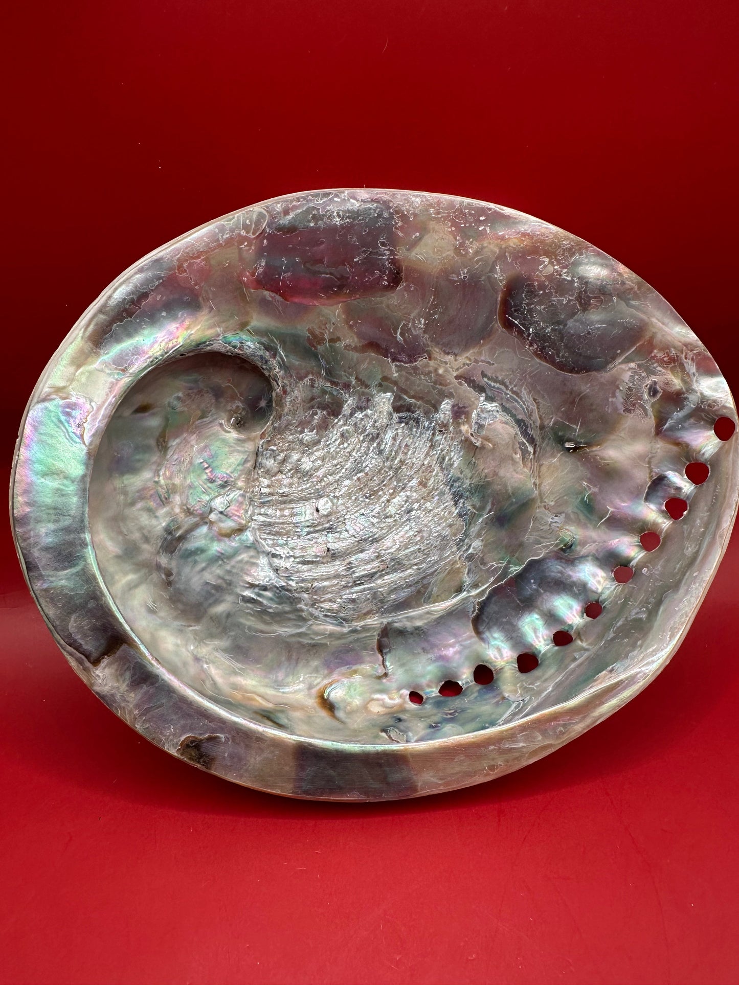 Polished Midas Abalone – Haliotis midae, 6.25"