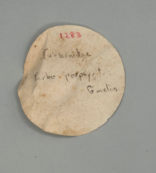 Lunella cinerea Shell Duo with Opercula – Lunella cinerea – 0.8"