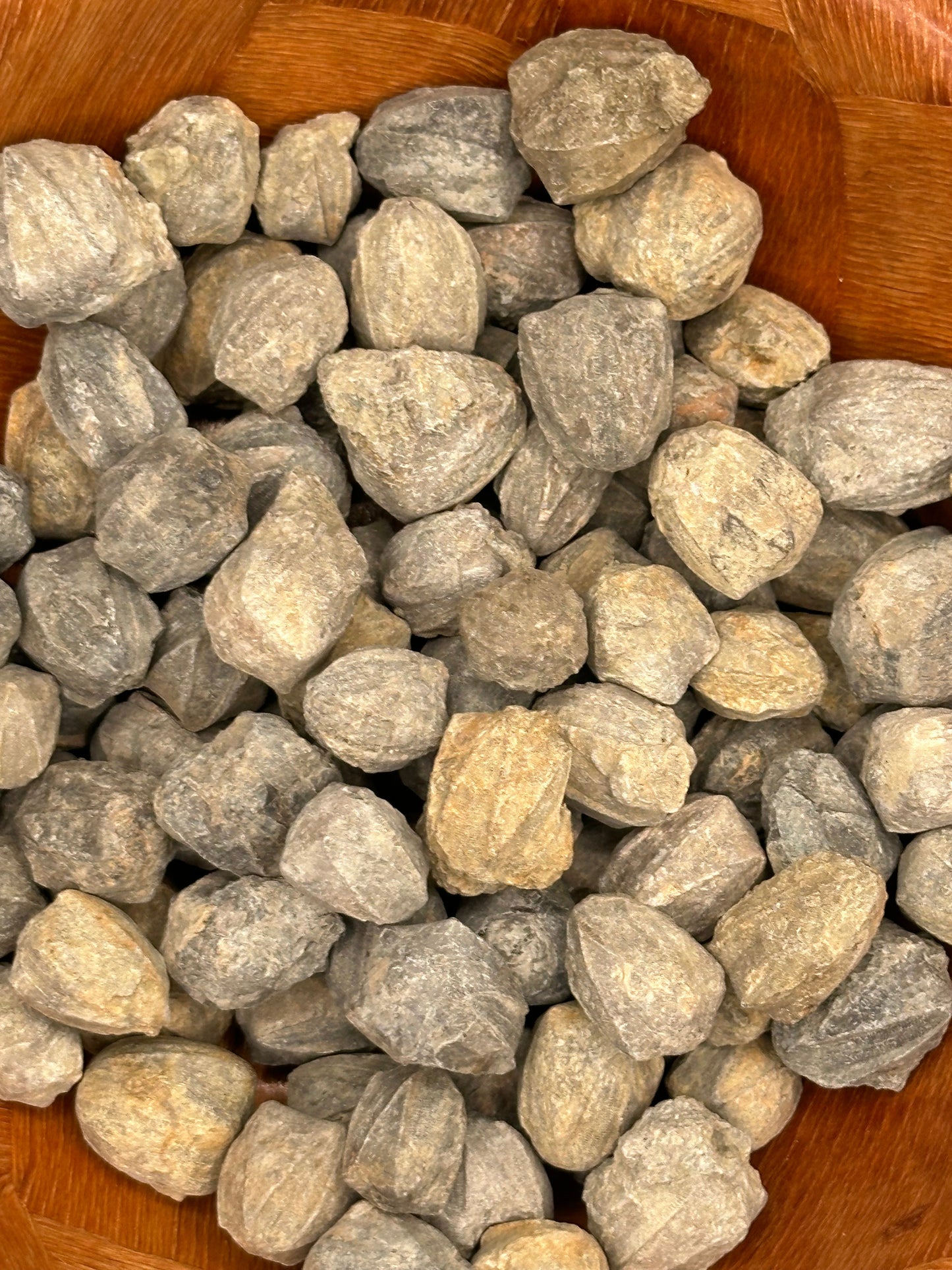 Group of small gray Pentremites blastoid fossils with ridged, pinecone-like surfaces