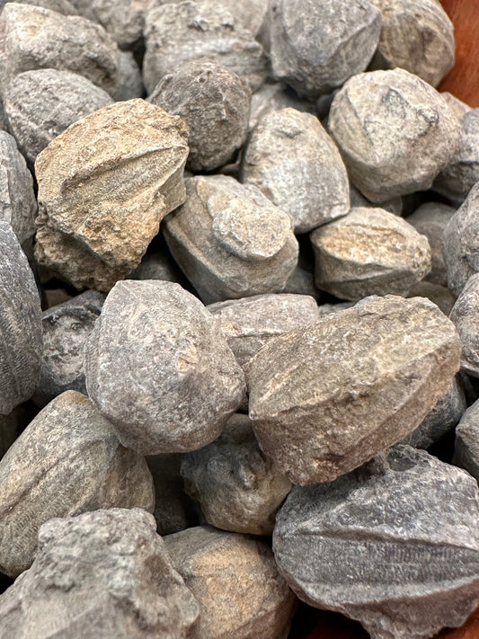 Group of small gray Pentremites blastoid fossils with ridged, pinecone-like surfaces