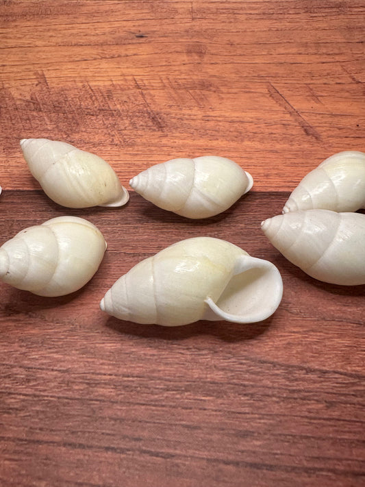 White Sinistral Land Snail Shell – Physella acuta (1–2")