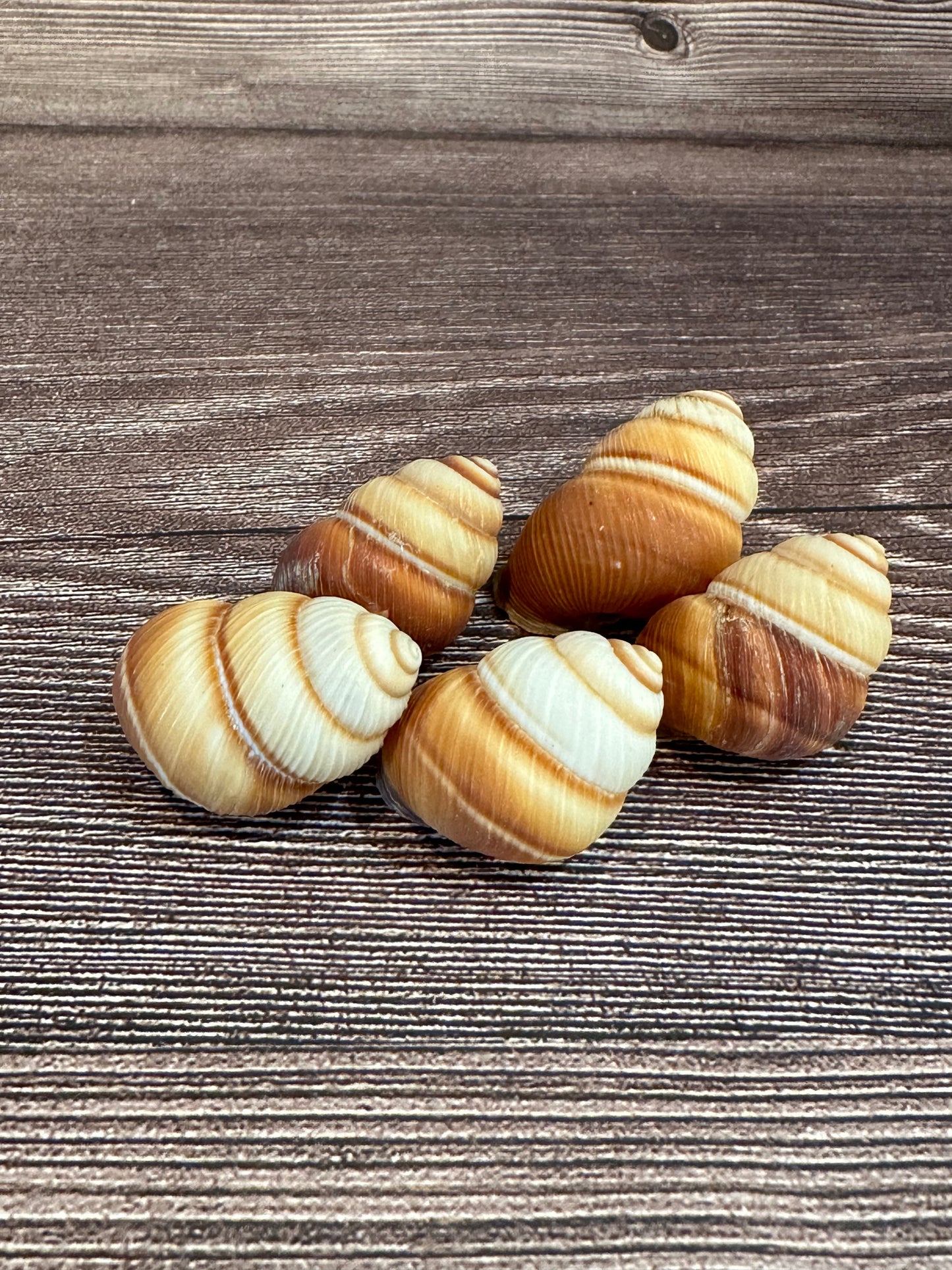 Five Phoenucobius aratus land snail shells with brown and cream spiral patterns, displayed on a wooden surface.