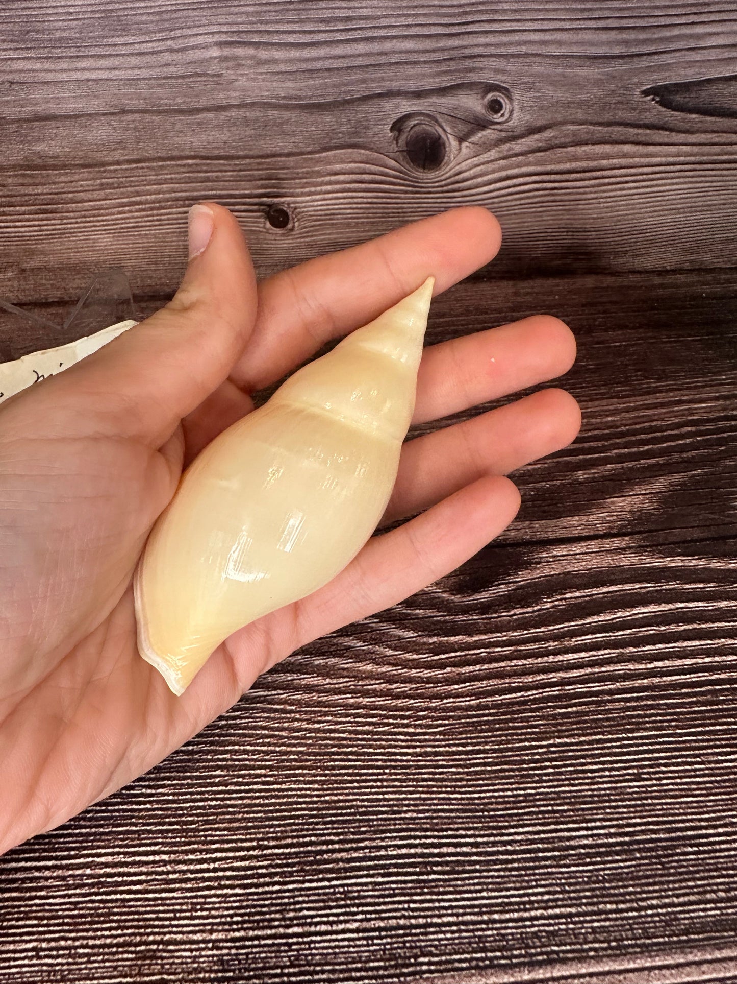 Golden Volute – Iredalina mirabilis – 3.7"