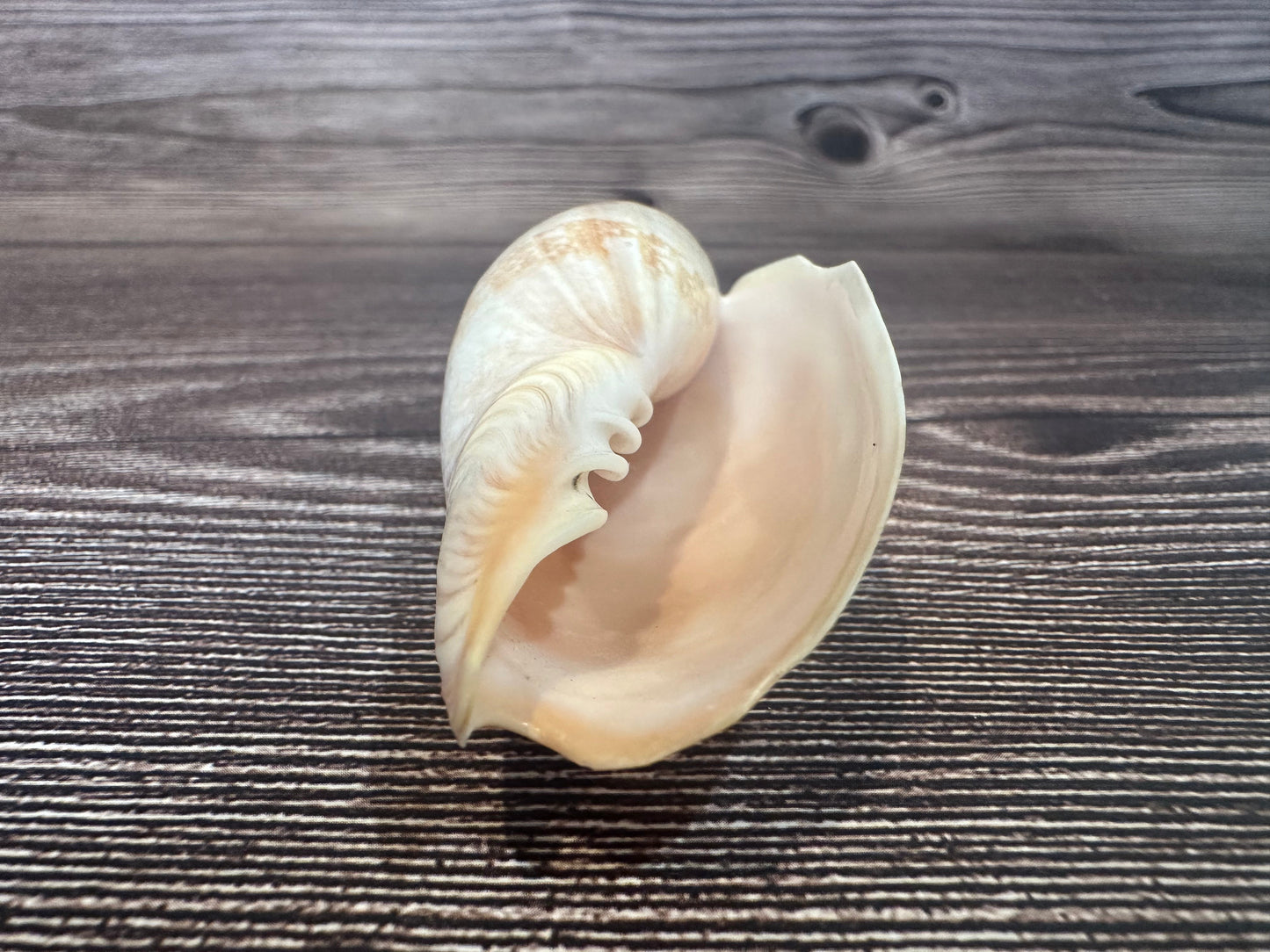 Damon’s Volute – Amoria damonii – 3.4"