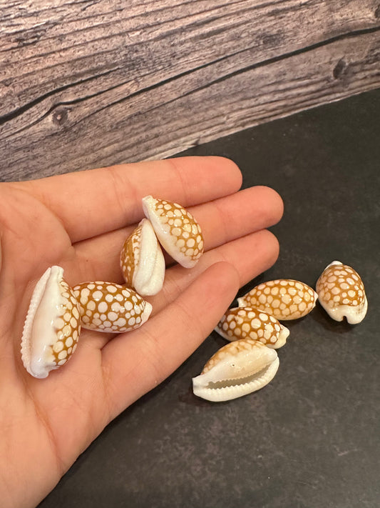 Sieve Cowrie Shells – Cribrarula cribraria (0.5–1")