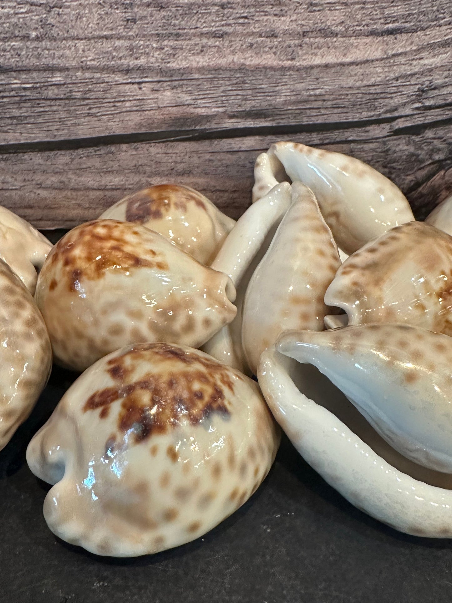 Teulere’s Cowrie Shell – Cypraea teulerei (1.5"+)