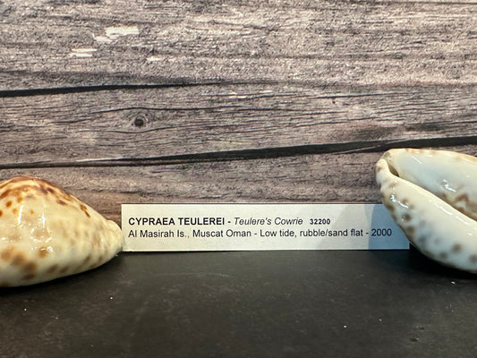 Teulere’s Cowrie Shell – Cypraea teulerei (1.5"+)
