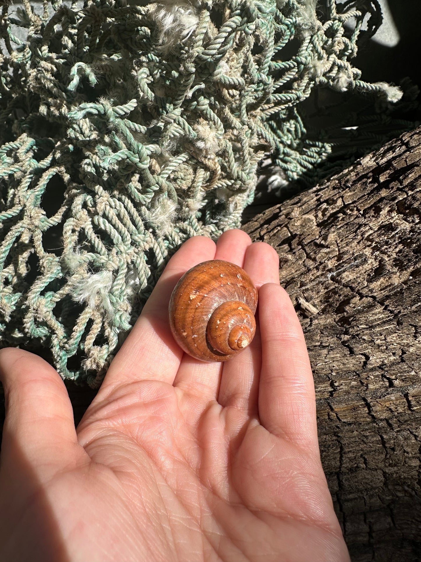 Snake Skin Turbo Shell with Operculum – Turbo sarmaticus – 1.3" (35 mm)