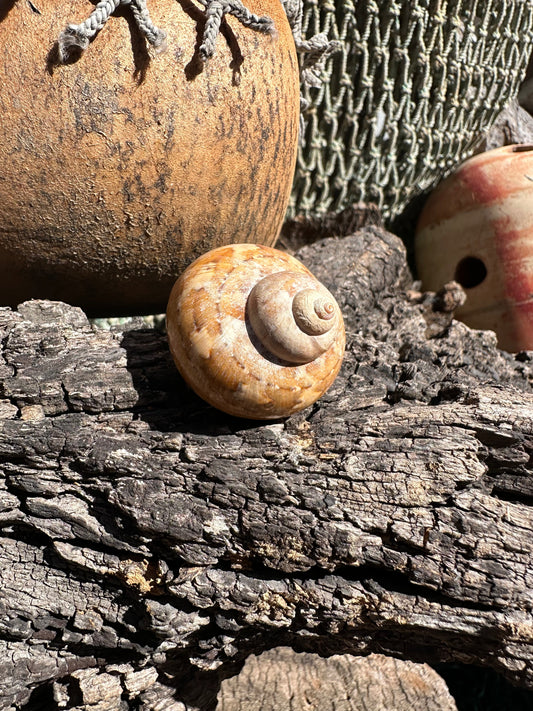 Snakeskin Turbo shell with operculum resting on driftwood with netting and buoys in background