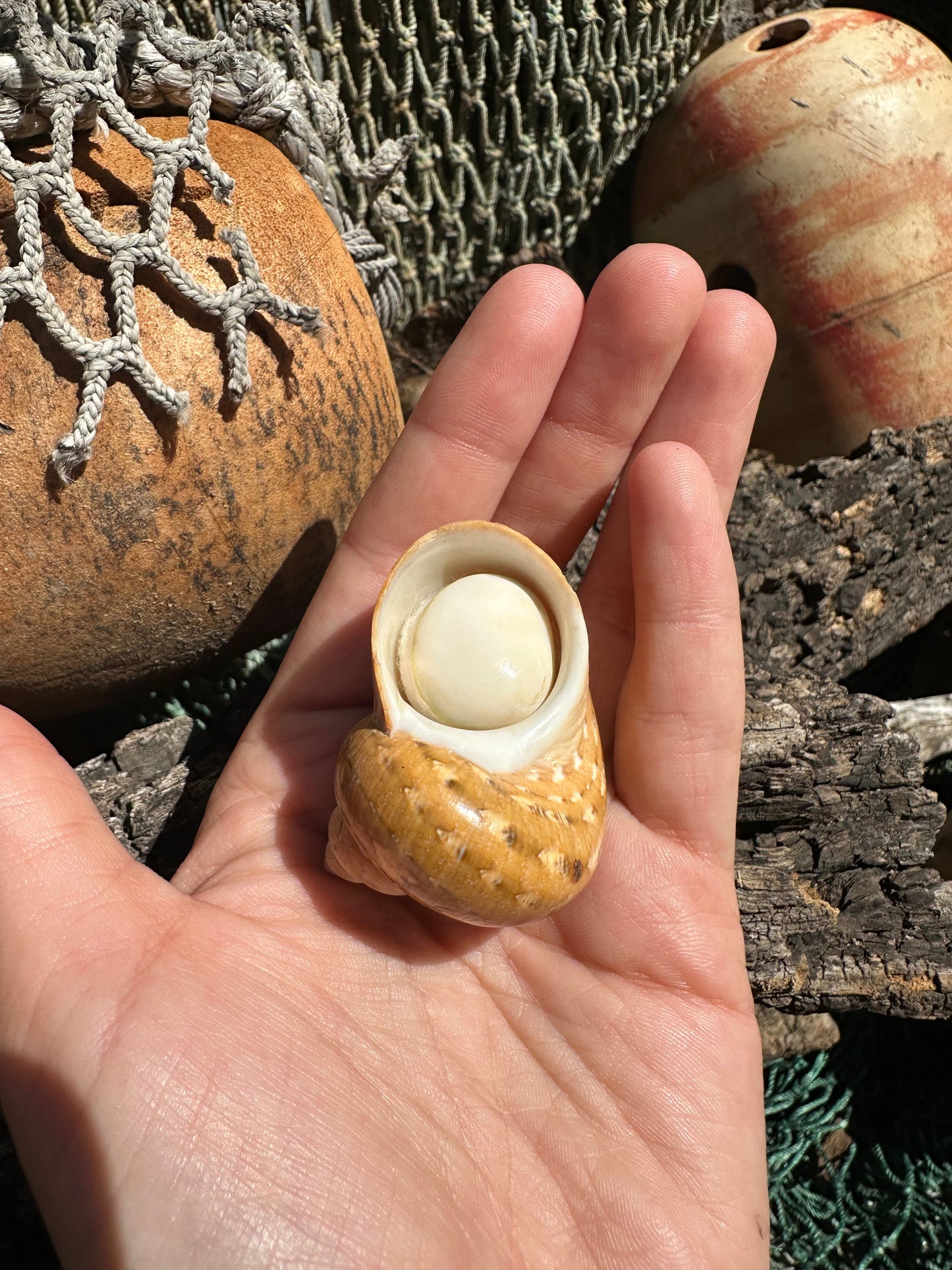 Snakeskin Turbo shell with operculum resting on driftwood with netting and buoys in background