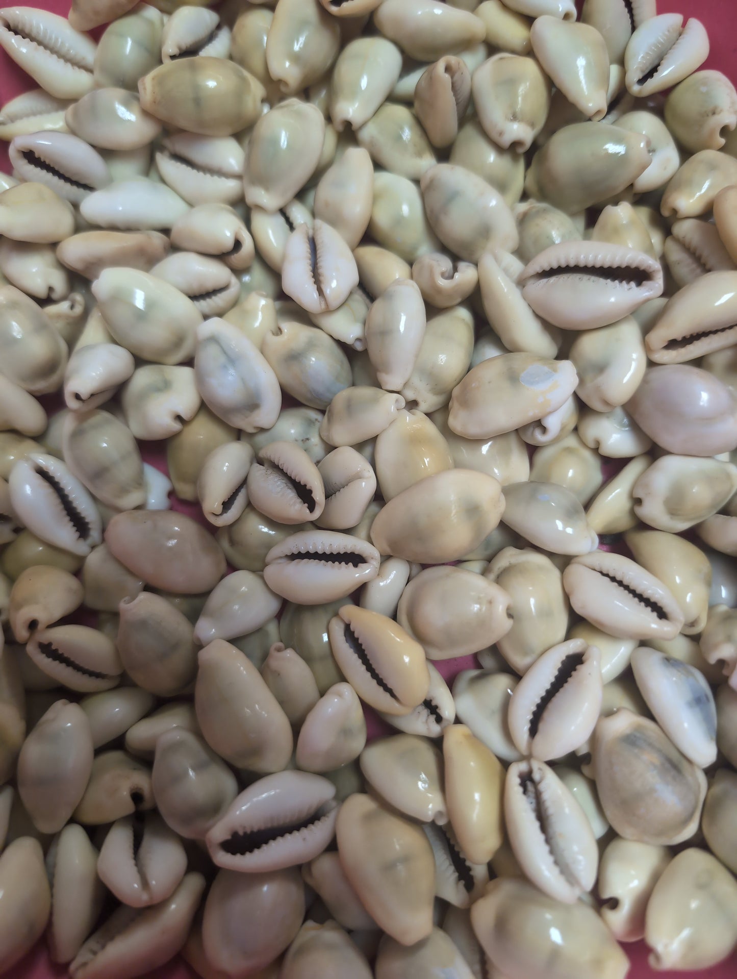 Bulk Money Cowrie shells spread out, natural glossy finish and distinctive shape