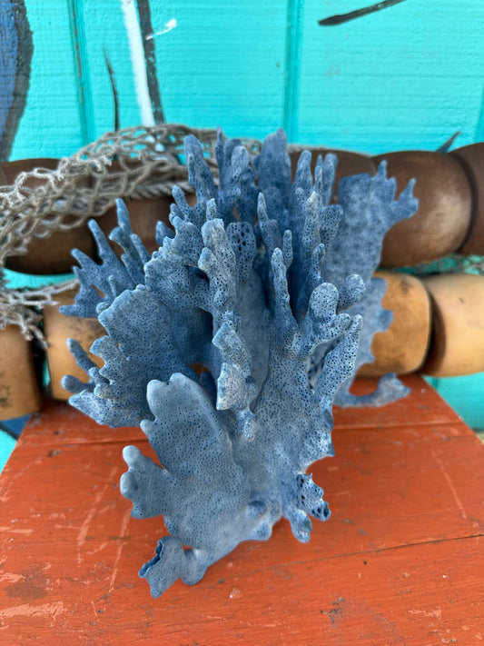 Side view of vintage Blue Ridge Coral - Heliopora coerulea