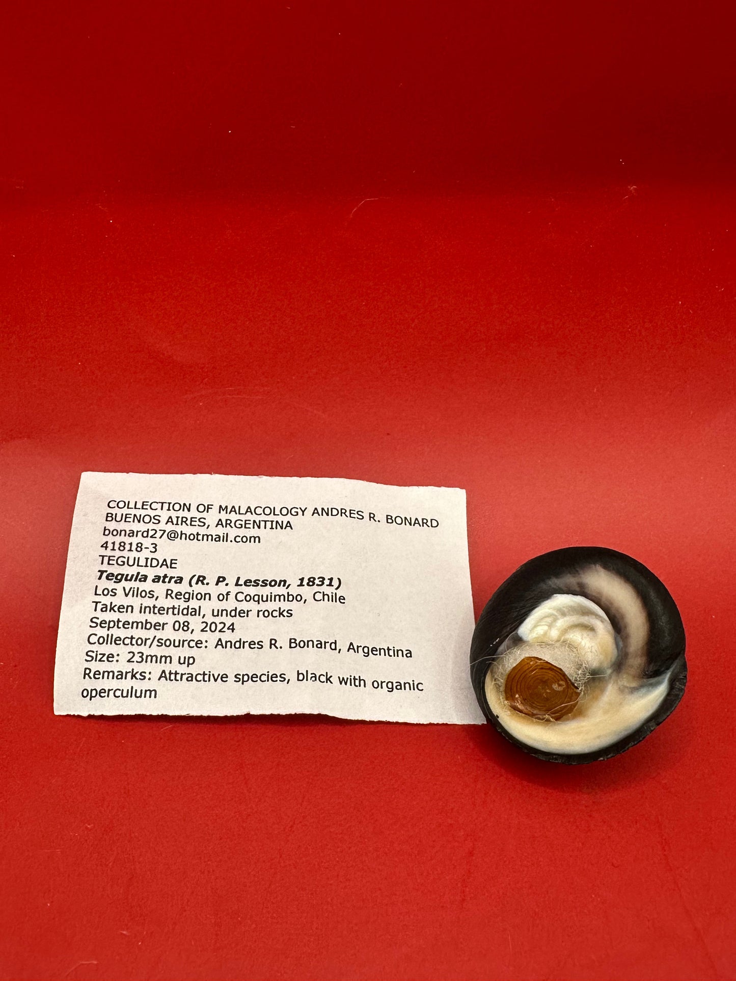Tegula atra specimen with operculum and provenance card – South Pacific shell