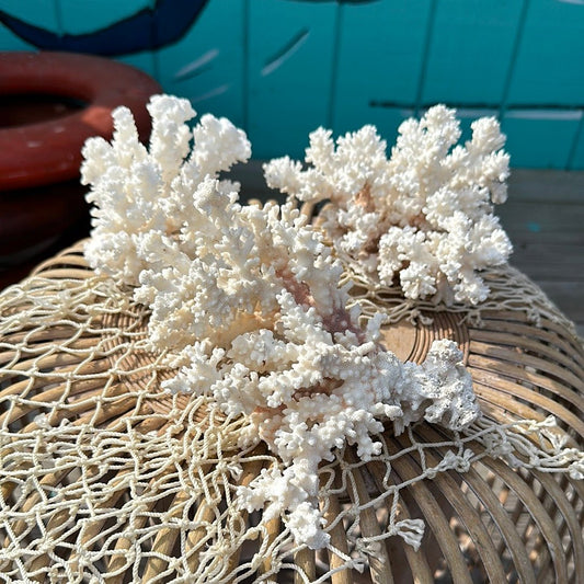 Angled side view of vintage Brownstem coral specimen - decorative coastal coral piece