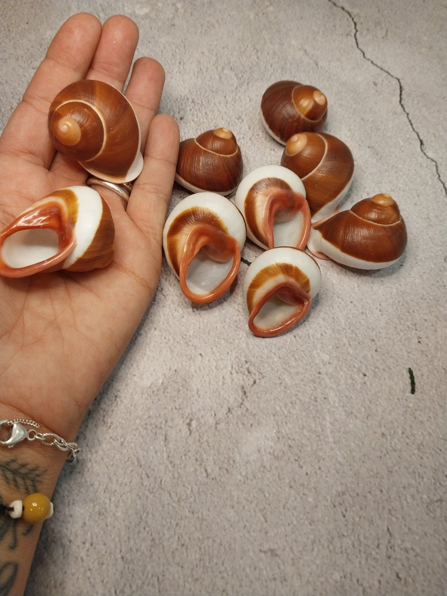 Acavus Superbus Roseolabiatus Land Snail Shell - Shells in Large ShelfLoving Coastal Living