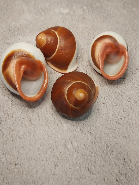 Acavus Superbus Roseolabiatus Land Snail Shell - Shells in Large ShelfLoving Coastal Living