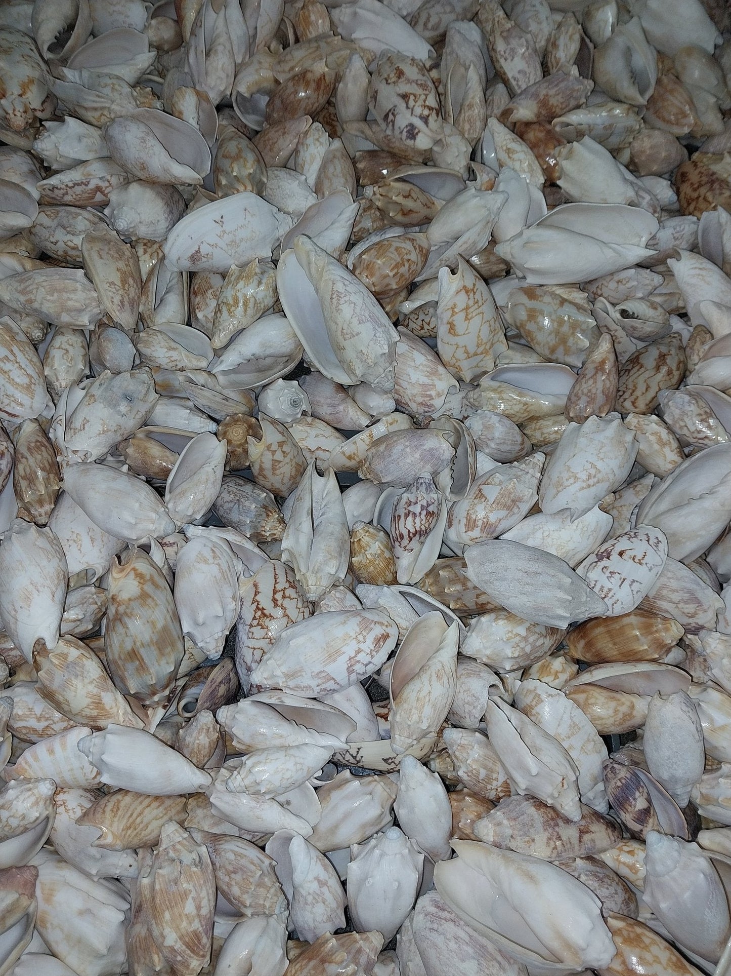 Bat Volute Cymbiola Vespertilio - ShellsLoving Coastal Living