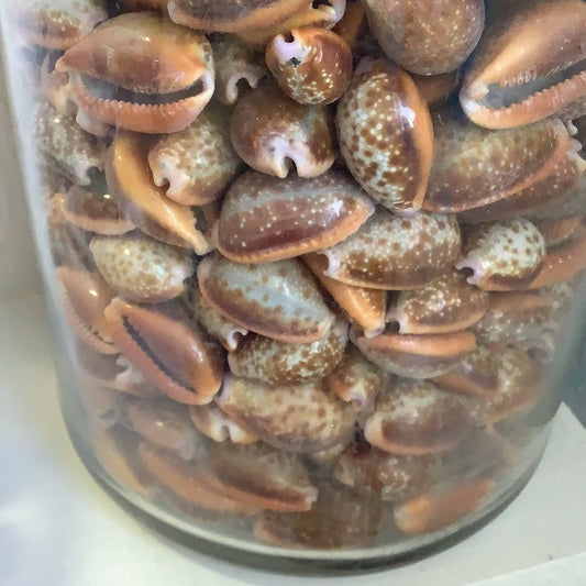 Honey Helvola Cowry - World Shells Imports
