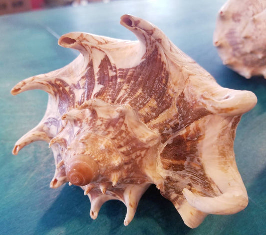 Imperial Volute Conch Shell – Cymbiola imperialis – 5–9"