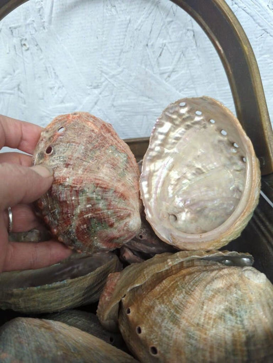 Natural Rust Sage Colored Abalone Haliotis 2 - 4" - Loving Coastal Living