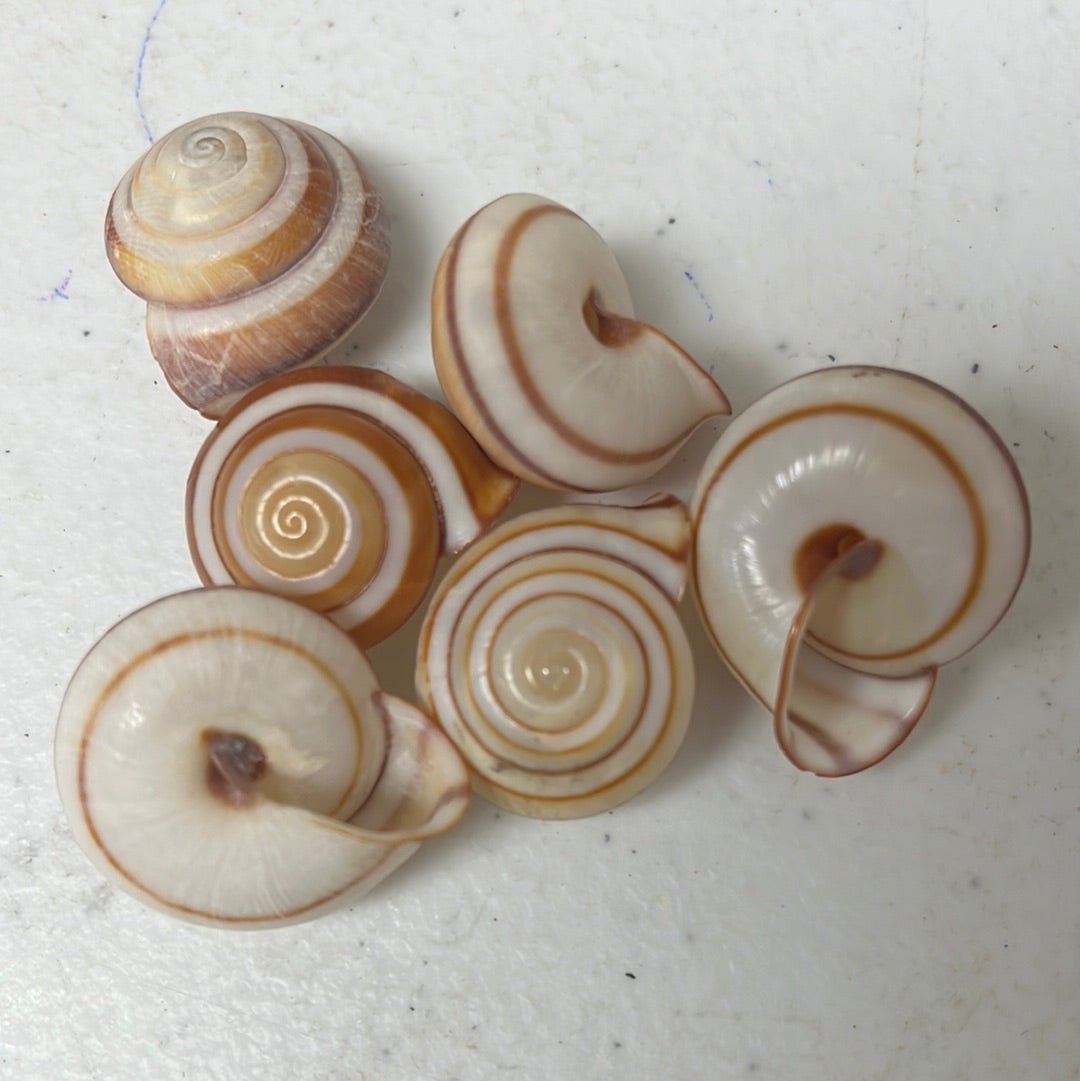 RARE Calocochlia land snail shell - Loving Coastal Living