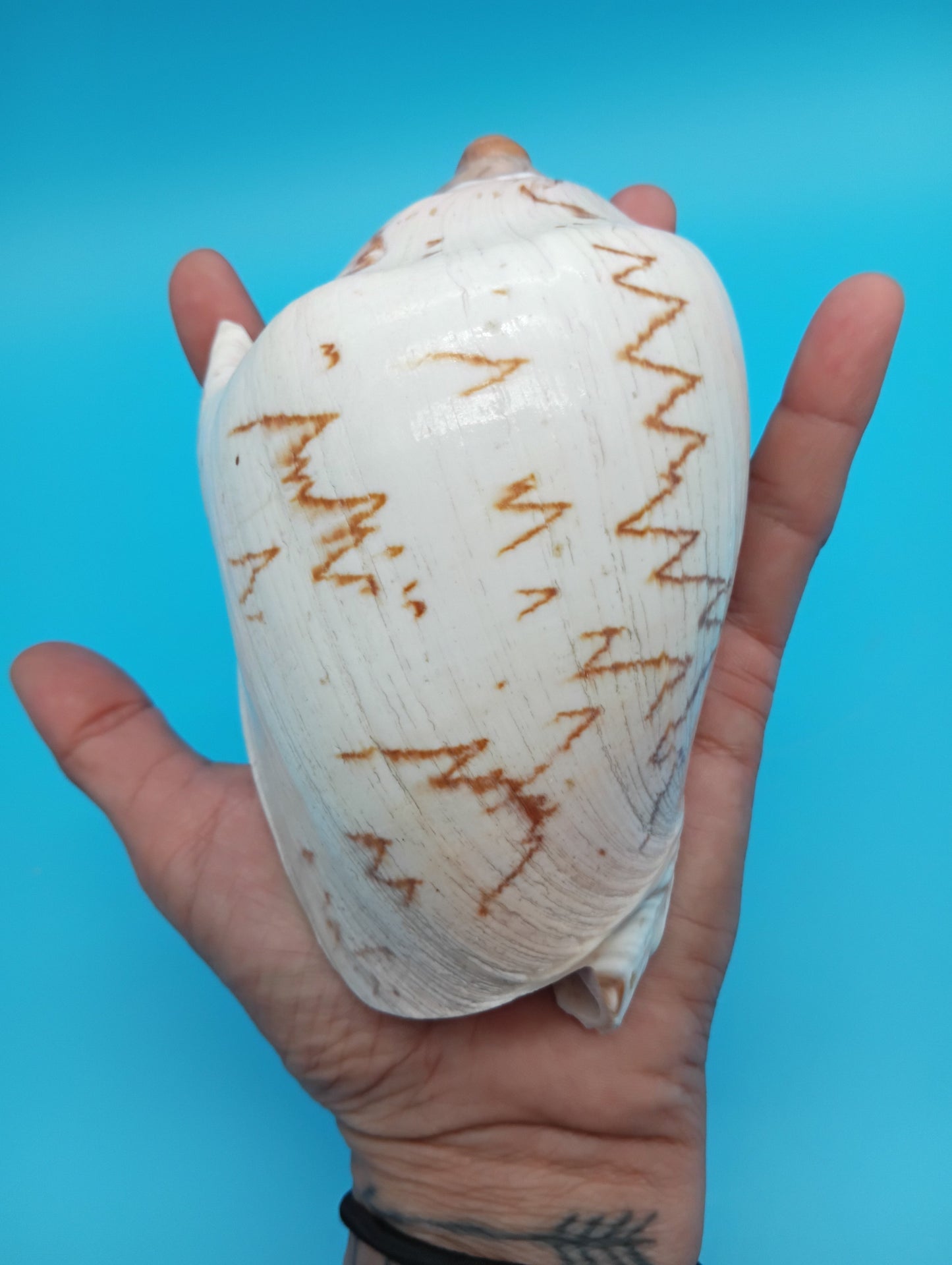 Noble Volute – Cymbiola nobilis – 5"