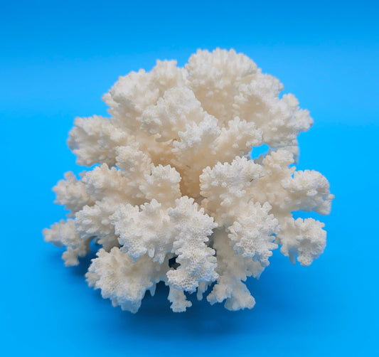Brownstem coral with compact white branches and natural texture on blue background