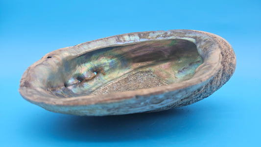 Iridescent green abalone shell with pearl 8-inch coastal décor