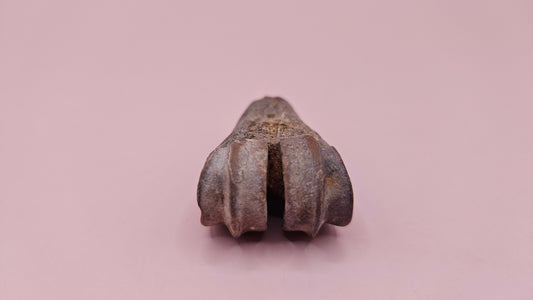 Ice Age fossil distal cannon bone from deer or horse with weathered brown surface on pink background