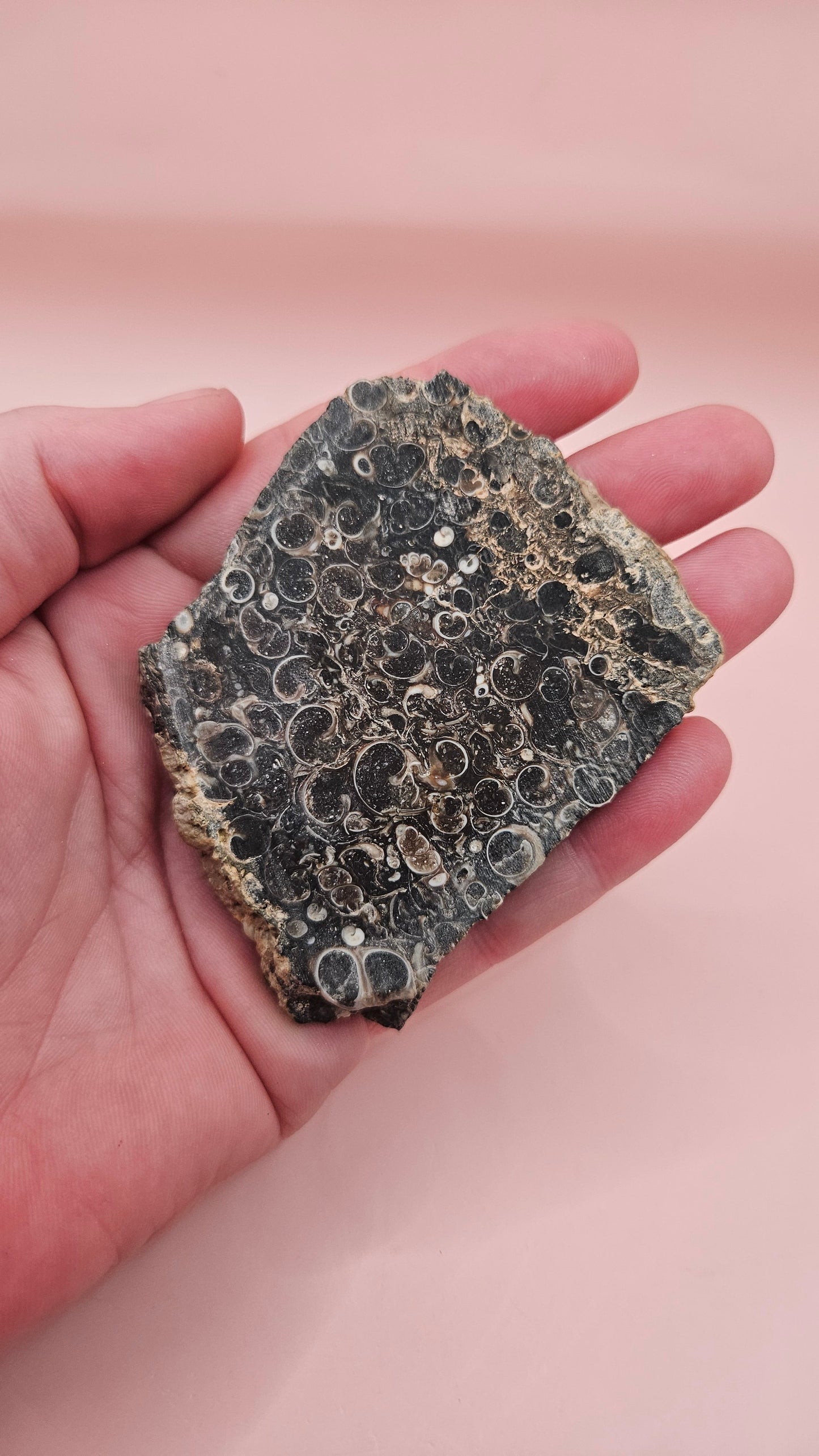 Polished Turritella Agate slab showcasing fossilized snail shells in deep brown and black chalcedony matrix, 60 grams from Wyoming.