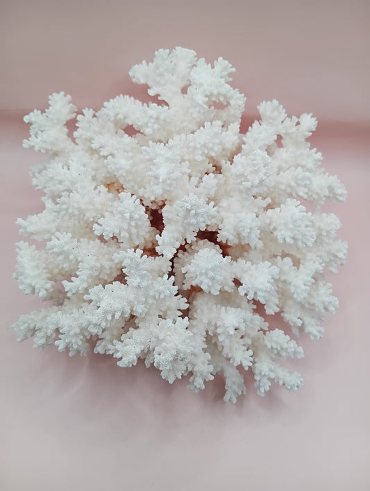 Vintage Brownstem Coral with organic branch texture – 9.5 x 8 x 4.5 inches coastal display piece