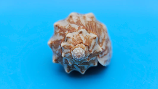 Cybiola vespertilio f. pellisserpentis shell, 3.9 inches, rare spiny bat volute with cream and orange zig-zag pattern.