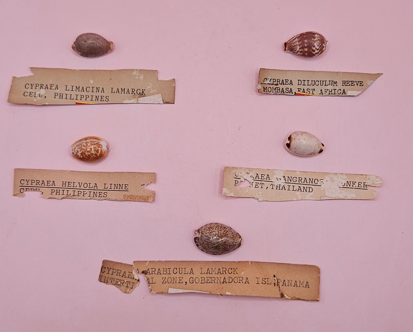 Cowrie shell collector pack with five labeled vintage cowrie shells