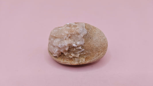 Fossilized Cretaceous clam with quartz crystals in natural brown stone on pink background