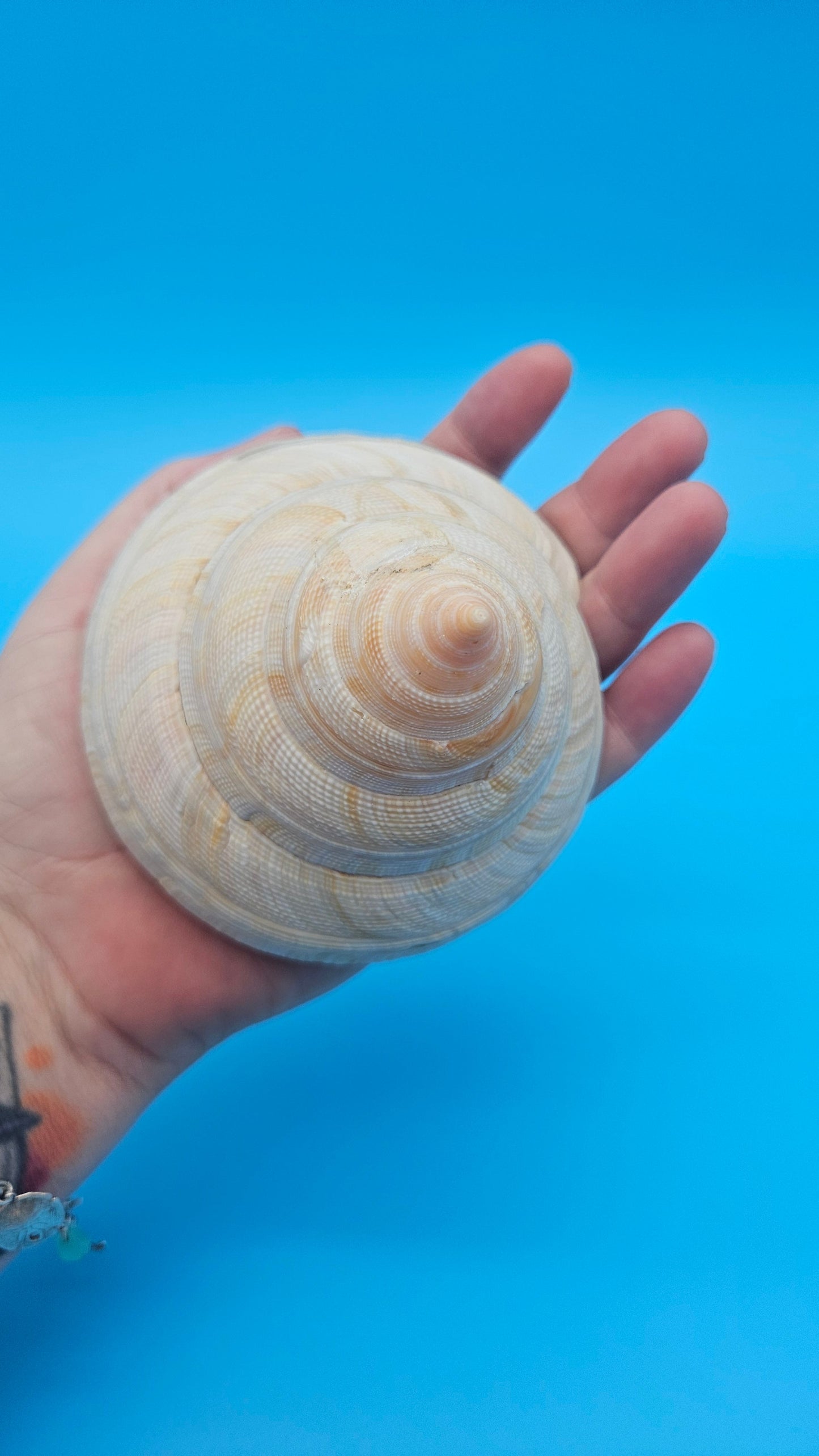 Rare Pleurotomaria hirasei spiral shell with operculum intact, natural creamy tones on blue background