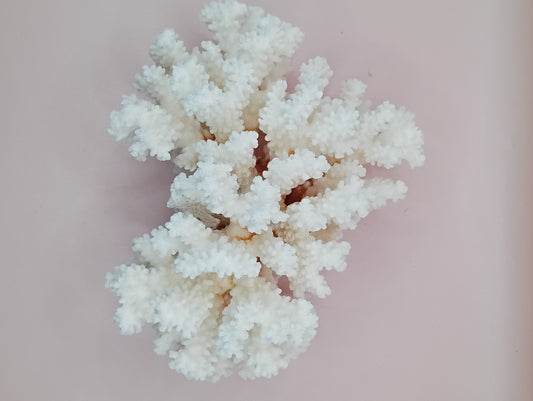 Vintage Brownstem Coral with natural branch form – 7.5 x 4.5 x 5 inches coastal decor accent