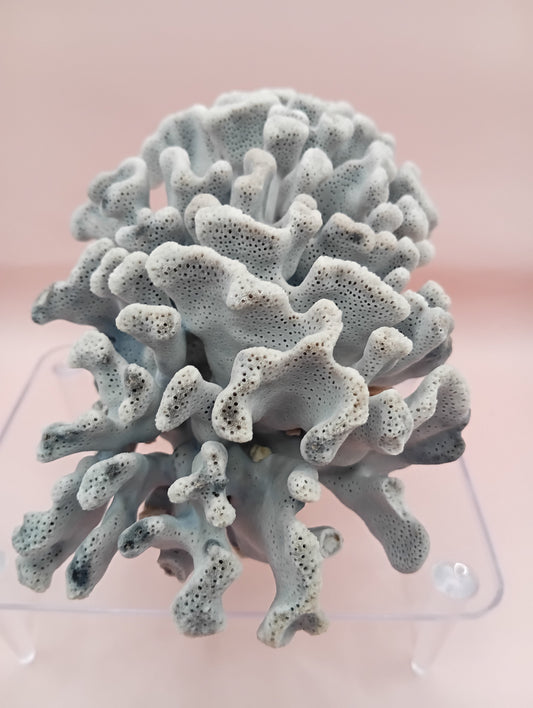 Vintage Blue Ridge Coral with blue-grey texture – 6.8 inch coastal display decor piece