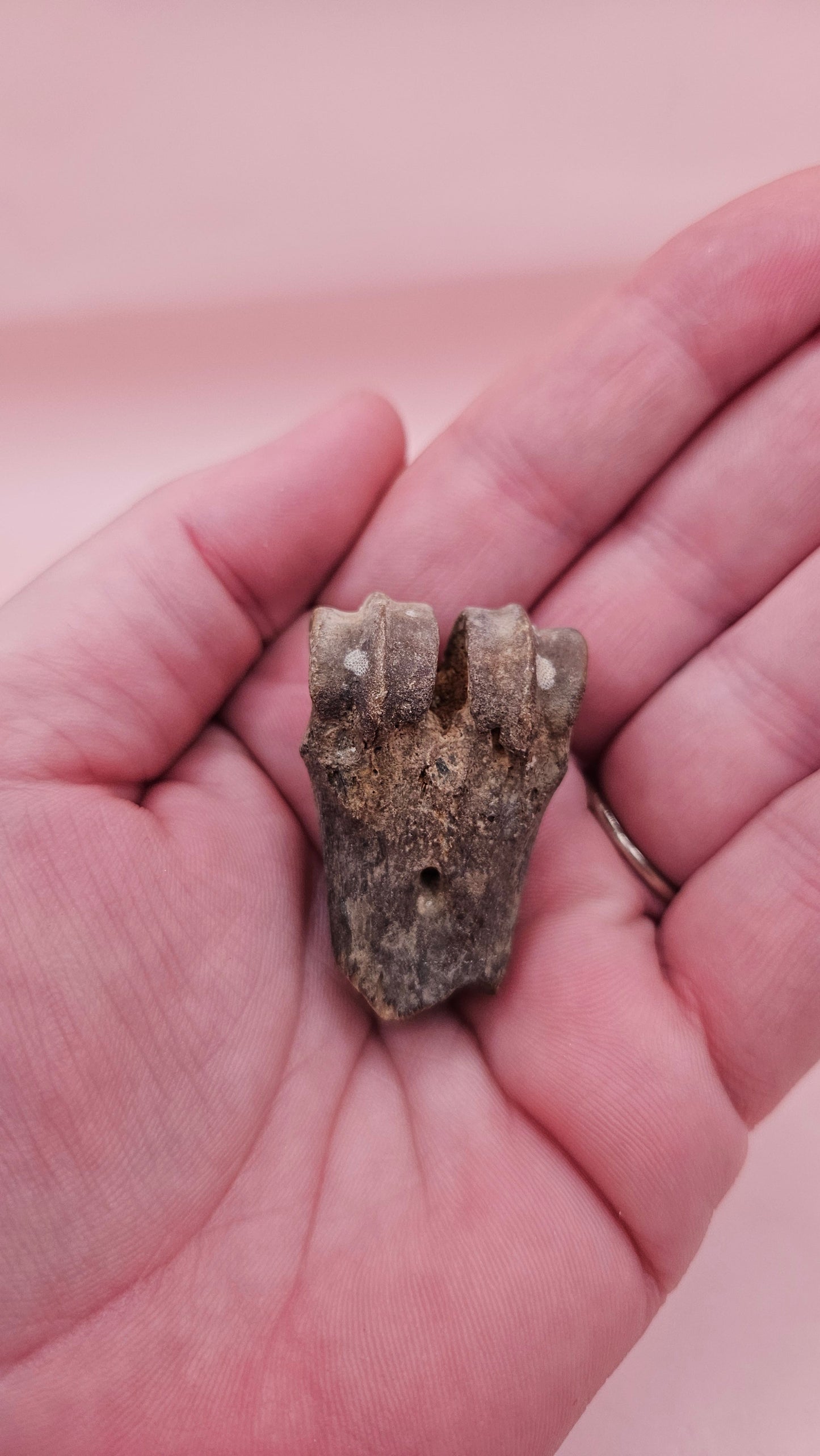 Ice Age fossil distal cannon bone from deer or horse with weathered brown surface on pink background