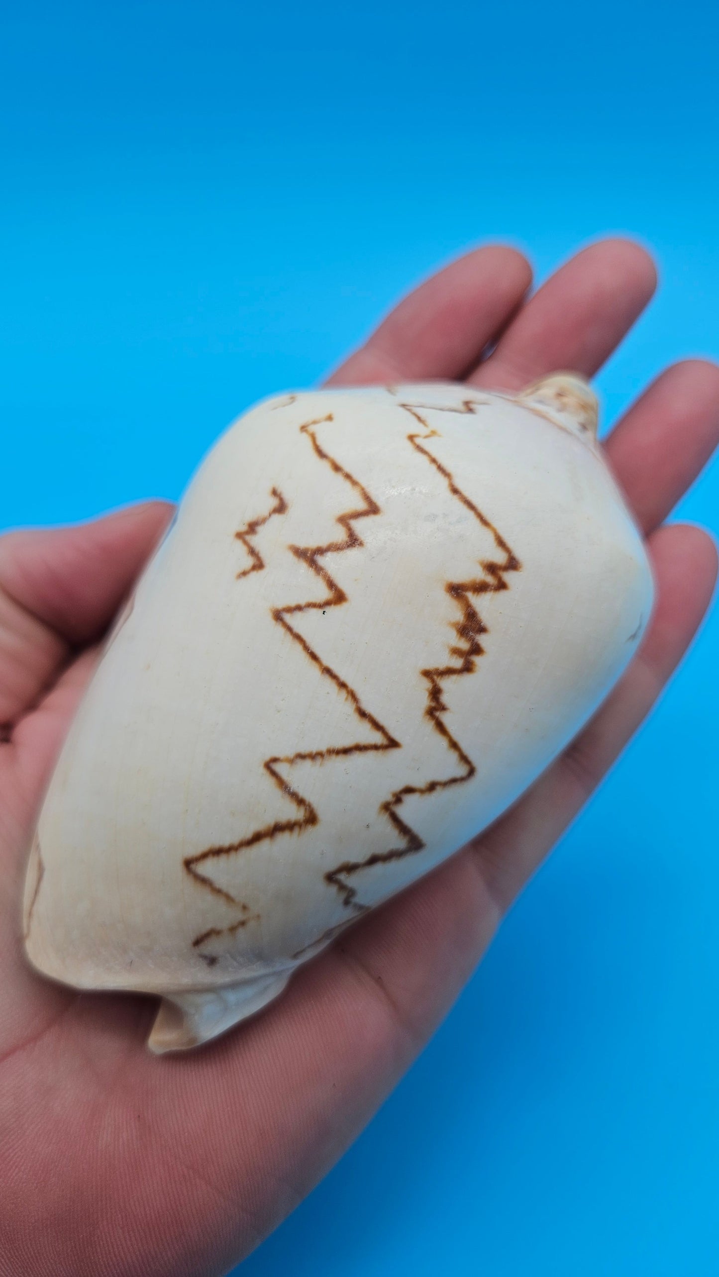 Noble Volute Cymbiola nobilis seashell with zigzag brown patterning on cream background, 4 inches.